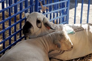 SHEEP CUDDLE