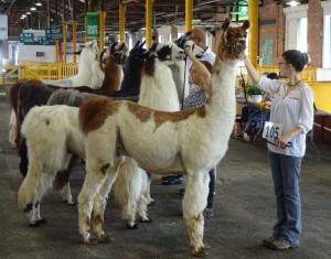 6 LLAMAS